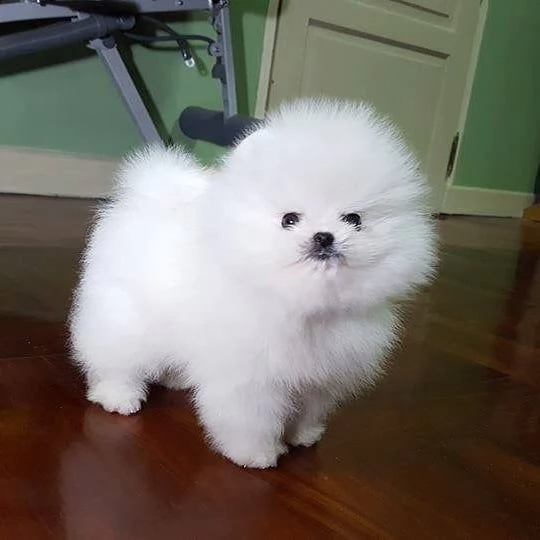 mini tazza da t pomerania cuccioli bianchi maschi e femmine