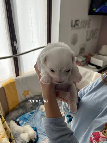 Cuccioli Coton de Tulear aspettano te | Foto 5