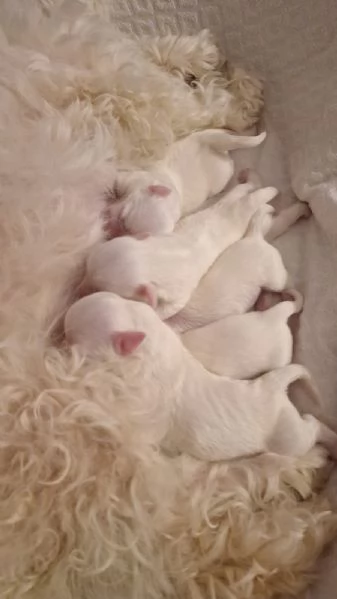 Cuccioli Coton de Tulear aspettano te | Foto 3