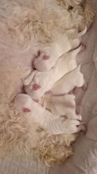 Cuccioli Coton de Tulear aspettano te | Foto 2