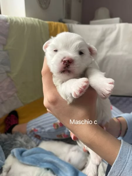 Cuccioli Coton de Tulear aspettano te | Foto 4