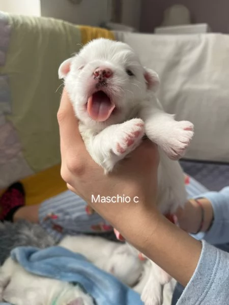 Cuccioli Coton de Tulear aspettano te | Foto 3