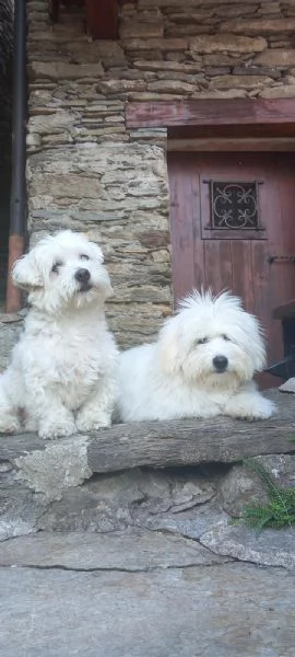 Cuccioli Coton de Tulear