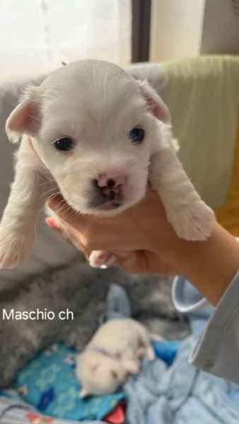Cuccioli Coton de Tulear aspettano te | Foto 2