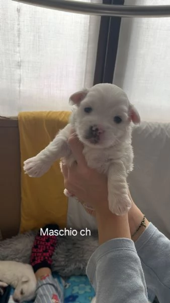 Cuccioli Coton de Tulear aspettano te | Foto 1