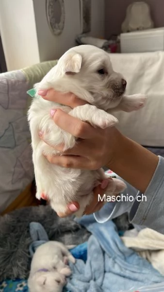 Cuccioli Coton de Tulear aspettano te