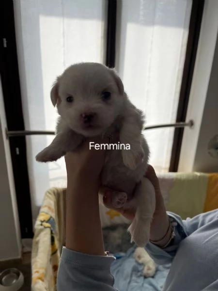 Cuccioli Coton de Tulear aspettano te | Foto 0