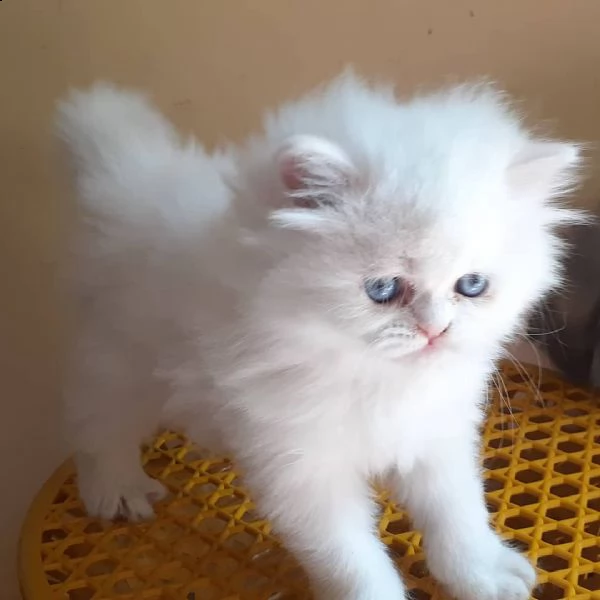 cuccioli persiani disponibili | Foto 1
