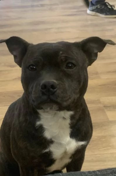 staffy puri 