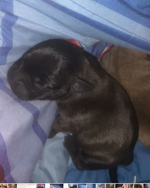 staffy puri  | Foto 5