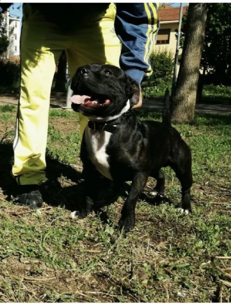 staffy puri  | Foto 3