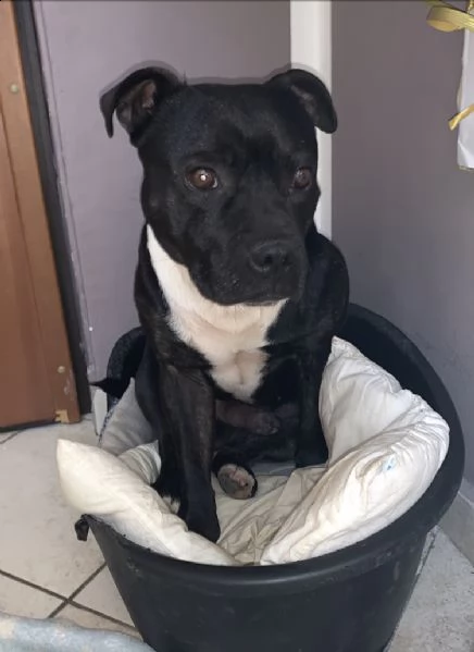 staffy puri  | Foto 1