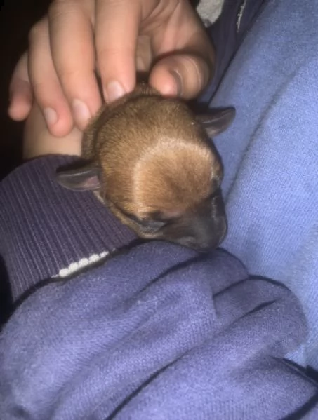 staffy puri  | Foto 0