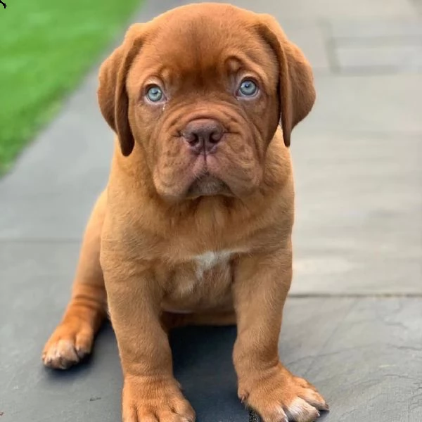 disponibili bellissimi cuccioli di dogue de bordeaux