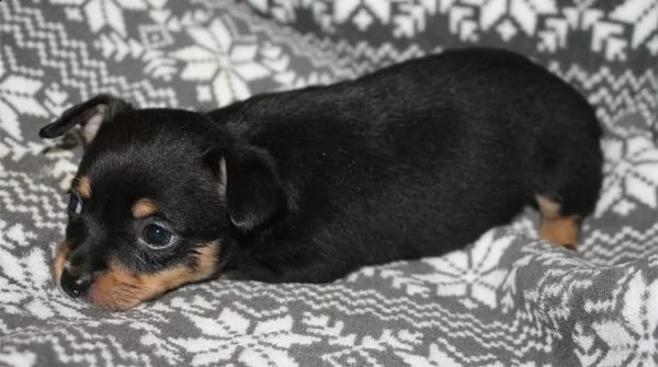 chihuahua cuccioli | Foto 1