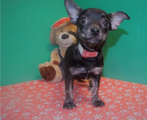 chihuahua cuccioli | Foto 0