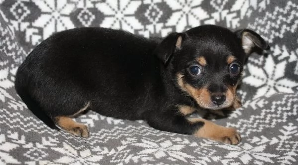 chihuahua cuccioli