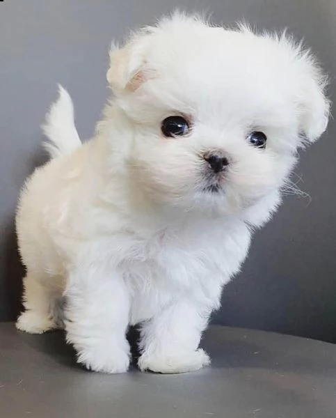 regalo maltese