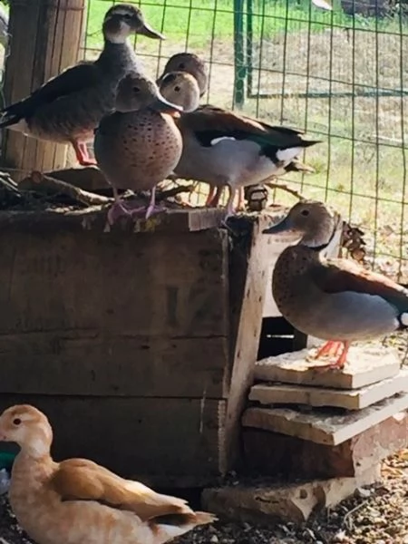 alzavola brasiliana piccolissima anatra coppia | Foto 1