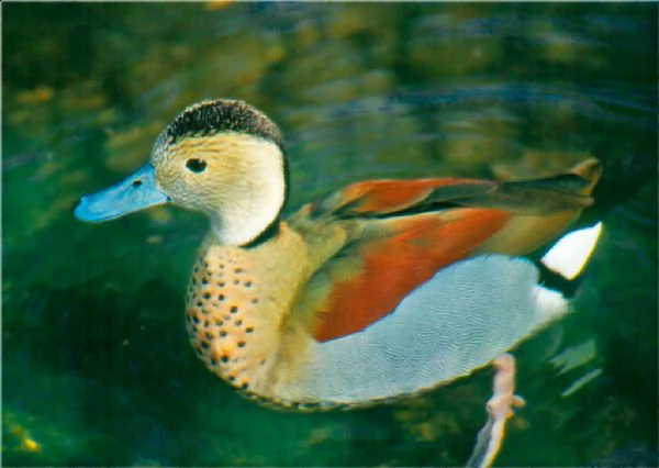 alzavola brasiliana piccolissima anatra coppia