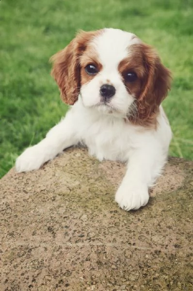 cucciolo di cavalier king blenheim maschio e femmina bianco marroncino | Foto 0