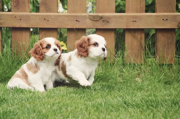 cucciolo di cavalier king blenheim maschio e femmina bianco marroncino