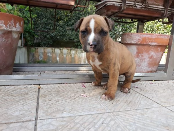 cuccioli amstaff in puglia in provincia di bari