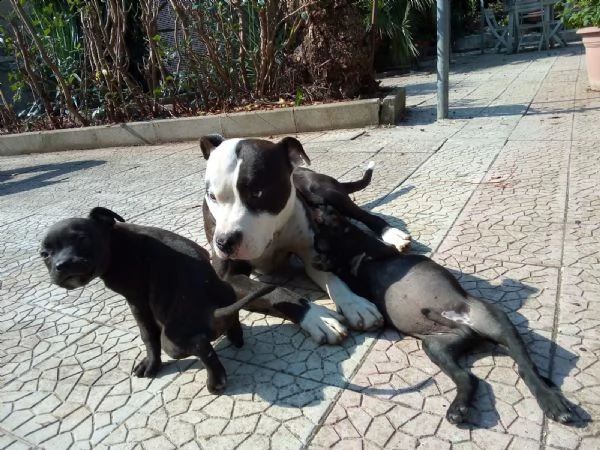 cuccioli amstaff in puglia in provincia di bari | Foto 5