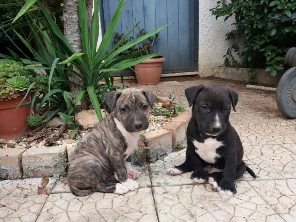 cuccioli amstaff in puglia in provincia di bari | Foto 3