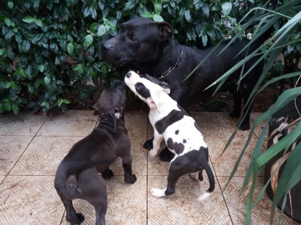 cuccioli amstaff in puglia in provincia di bari | Foto 2