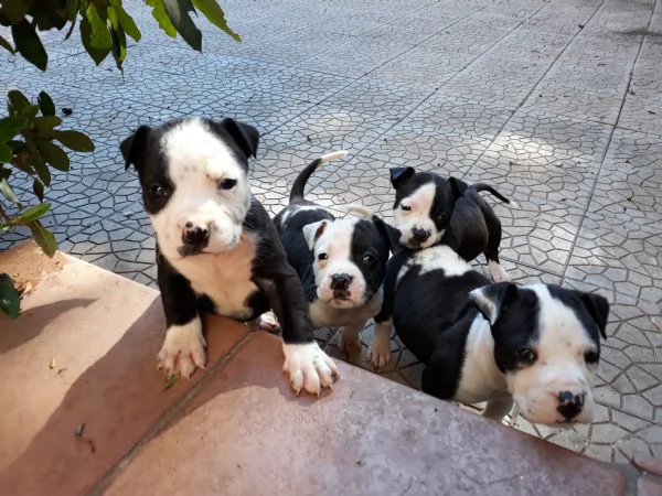 cuccioli amstaff in puglia in provincia di bari | Foto 1