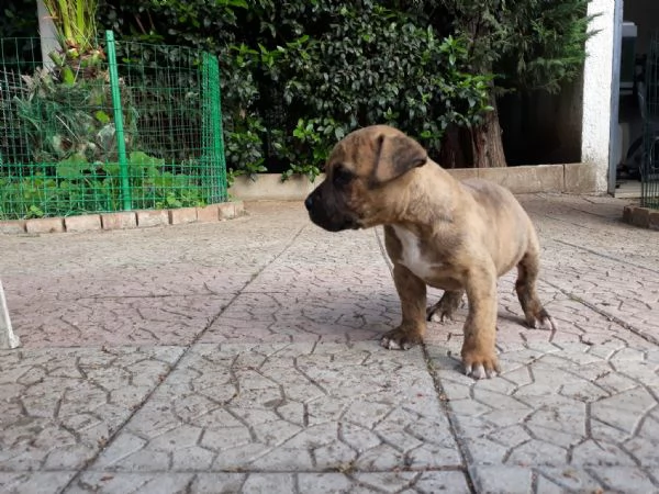 cuccioli amstaff in puglia in provincia di bari | Foto 0