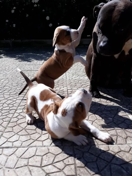 cuccioli american staffordshire terrier in provincia di bari in puglia