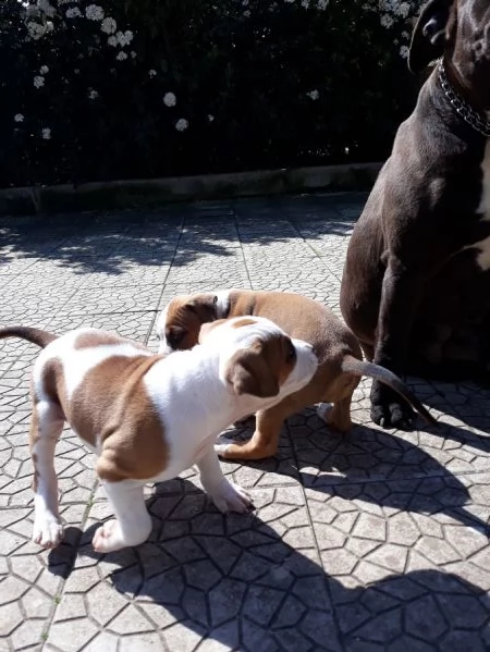 cuccioli american staffordshire terrier in provincia di bari in puglia | Foto 1