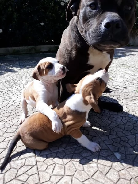 cuccioli american staffordshire terrier in provincia di bari in puglia | Foto 0