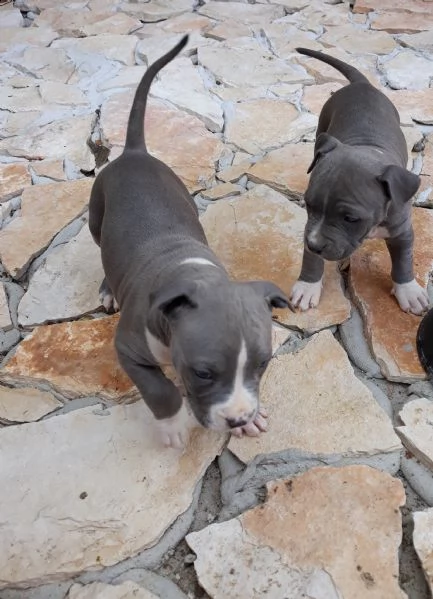 allevamento cuccioli blu amstaff in puglia | Foto 4