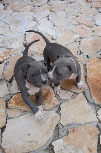 allevamento cuccioli blu amstaff in puglia