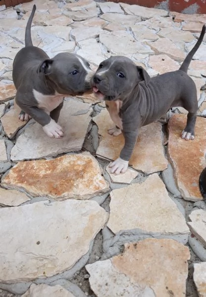 allevamento cuccioli blu amstaff in puglia | Foto 3