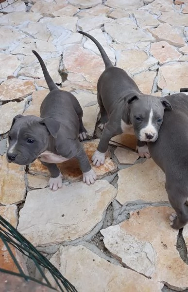 allevamento cuccioli blu amstaff in puglia | Foto 2