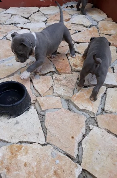 allevamento cuccioli blu amstaff in puglia | Foto 1