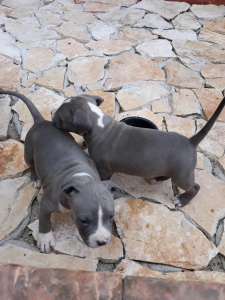 allevamento cuccioli blu amstaff in puglia | Foto 0