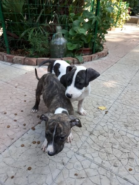 cucciole femmine amstaff in puglia | Foto 4