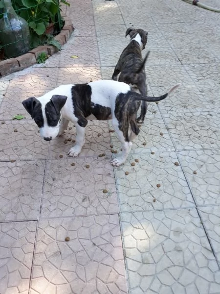 cucciole femmine amstaff in puglia | Foto 3