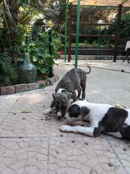 cucciole femmine amstaff in puglia