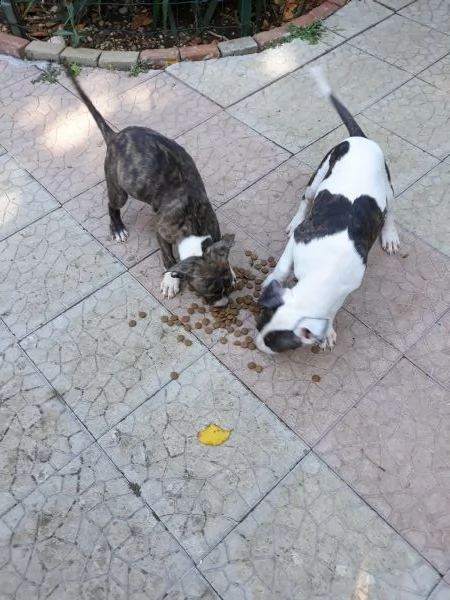 cucciole femmine amstaff in puglia | Foto 2