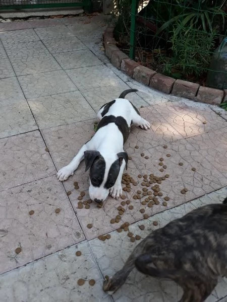 cucciole femmine amstaff in puglia | Foto 1