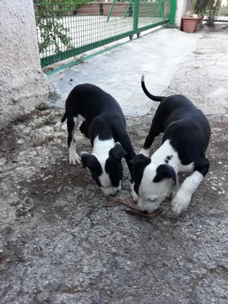 cuccioli amstaff black  white a bari in puglia | Foto 4