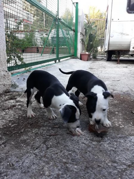 cuccioli amstaff black  white a bari in puglia | Foto 3