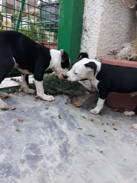 cuccioli amstaff black  white a bari in puglia | Foto 1