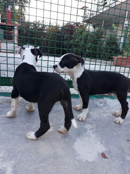 cuccioli amstaff black  white a bari in puglia